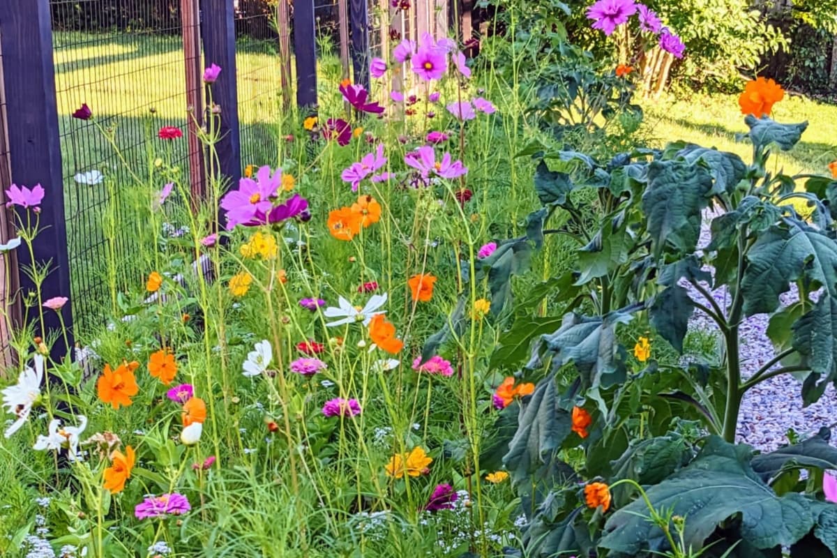 4 Considerations When Creating a Backyard Butterfly Garden