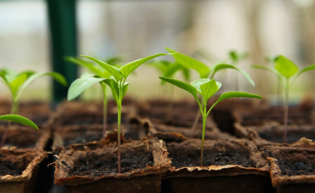 Seedlings in a starter planter