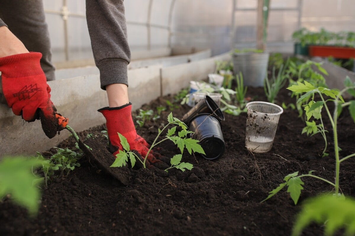 Greenhouse plants