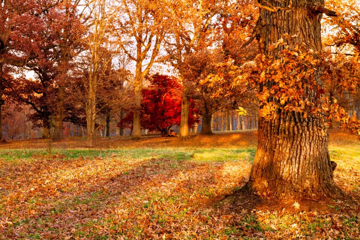 autumn leaves in a park in illinois