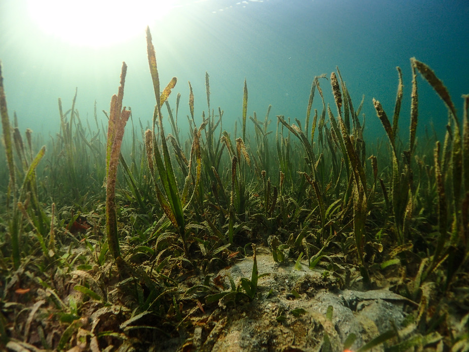 seagrass