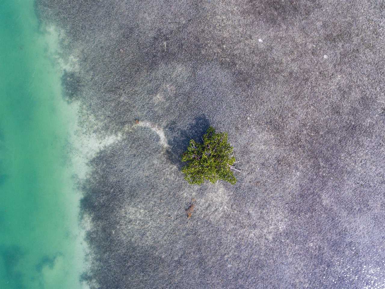 Aerial of mangrove in seagrass bed, Islamorada, Florida.