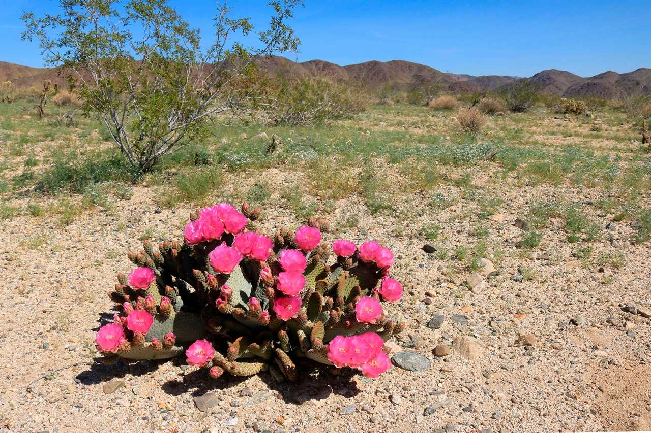 joshua tree national park