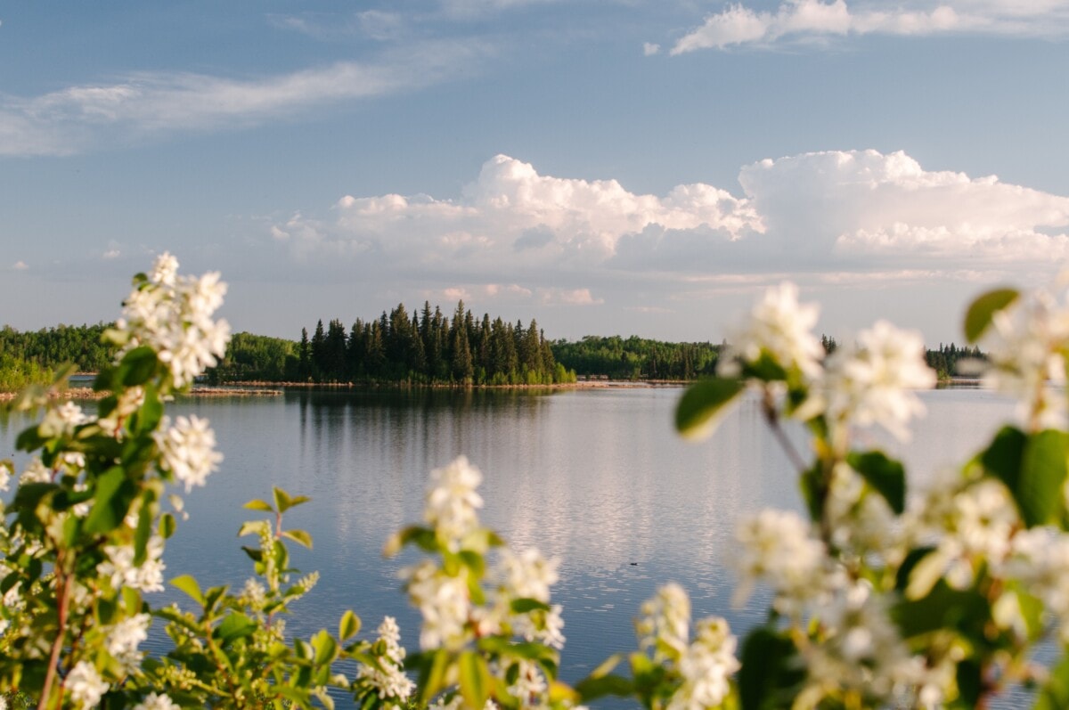 Blossom trees by a lake