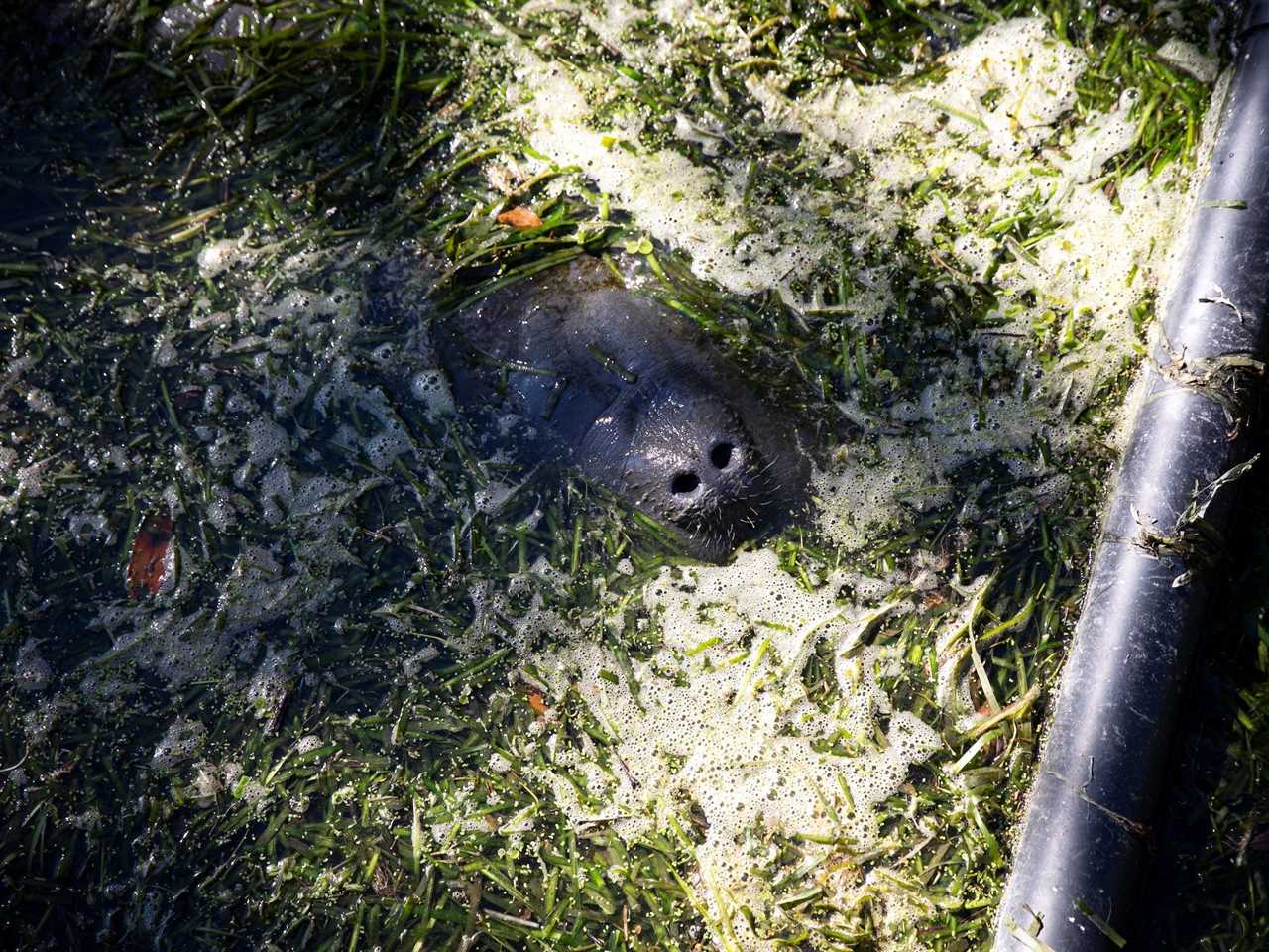 A manatee eats seagrass at Ellie Schiller Homosassa Springs Wildlife State Park, in Homosassa, Florida