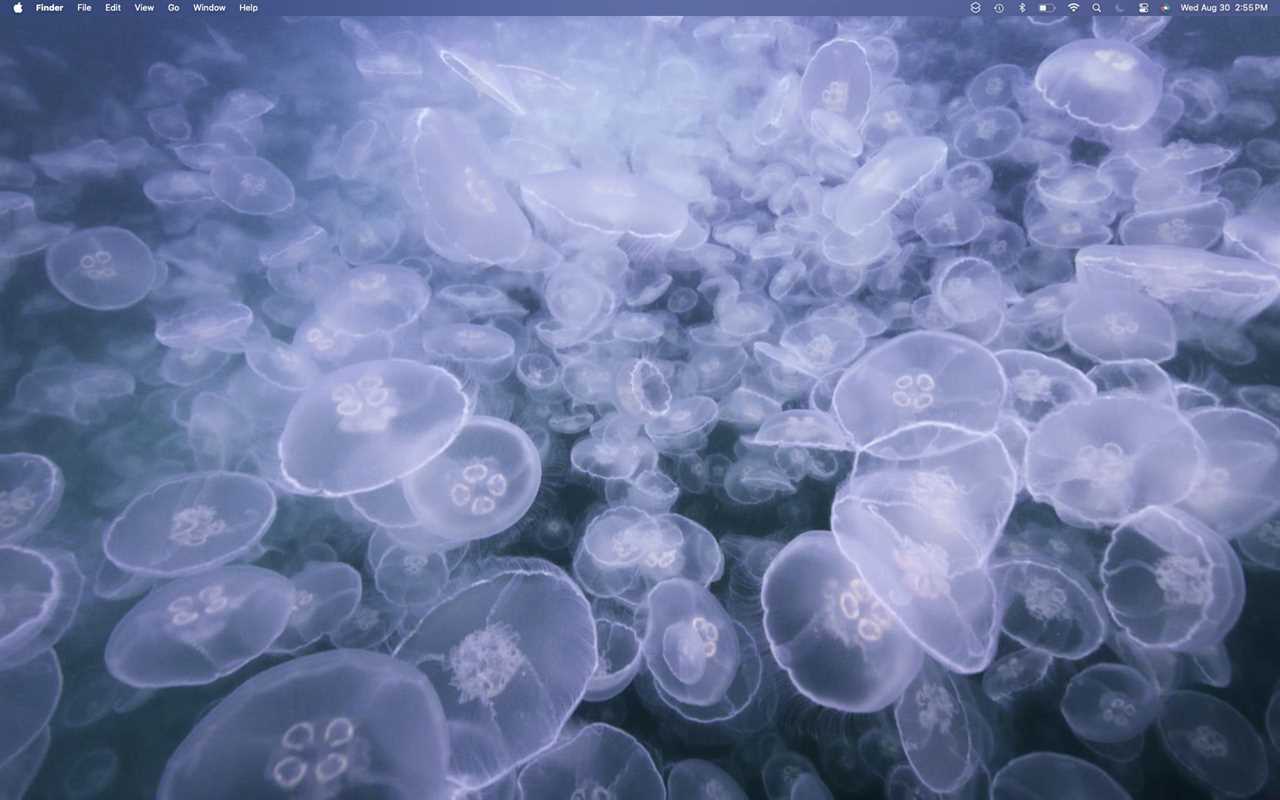 macOS Sonoma Wallpaper: Alaskan Jellies Light