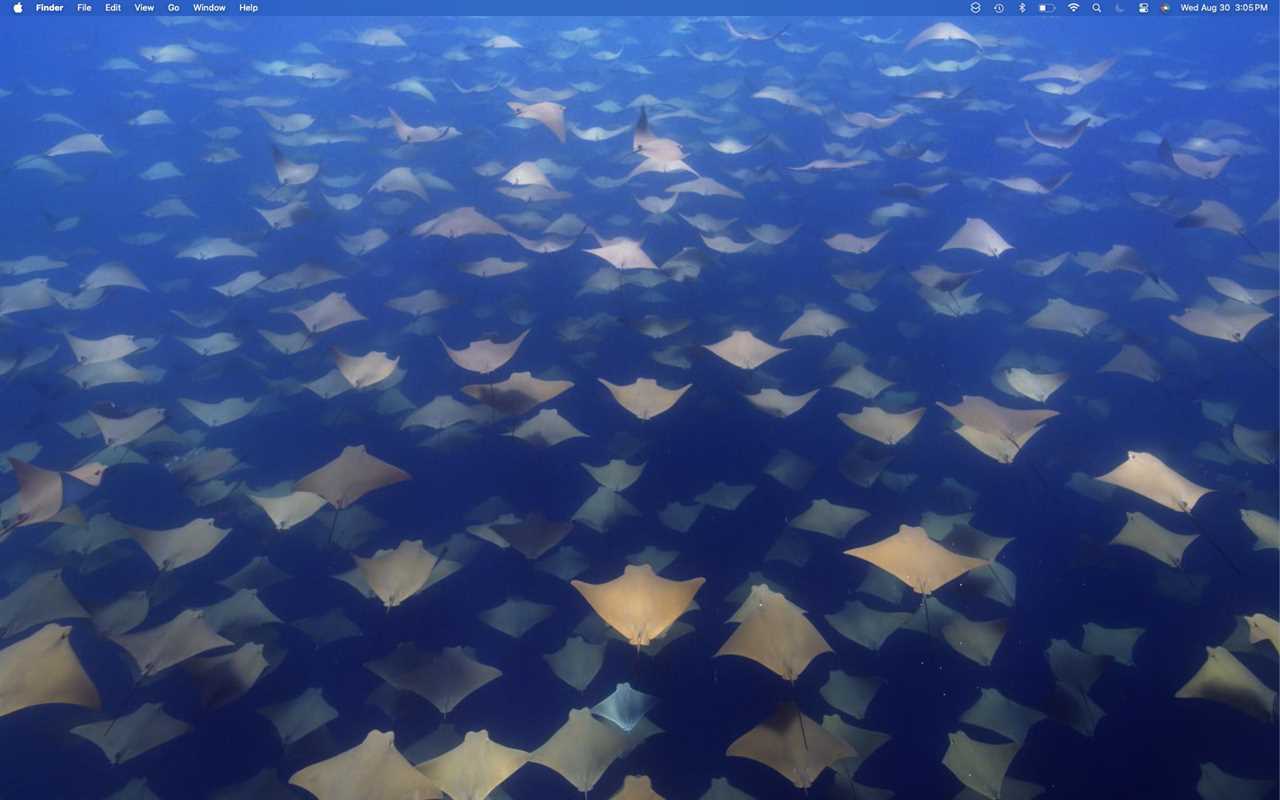 macOS Sonoma Wallpaper: Cownose Rays