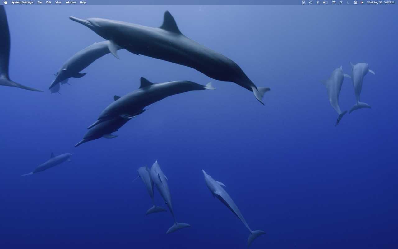 macOS Sonoma Wallpaper: California Dolphin Pod