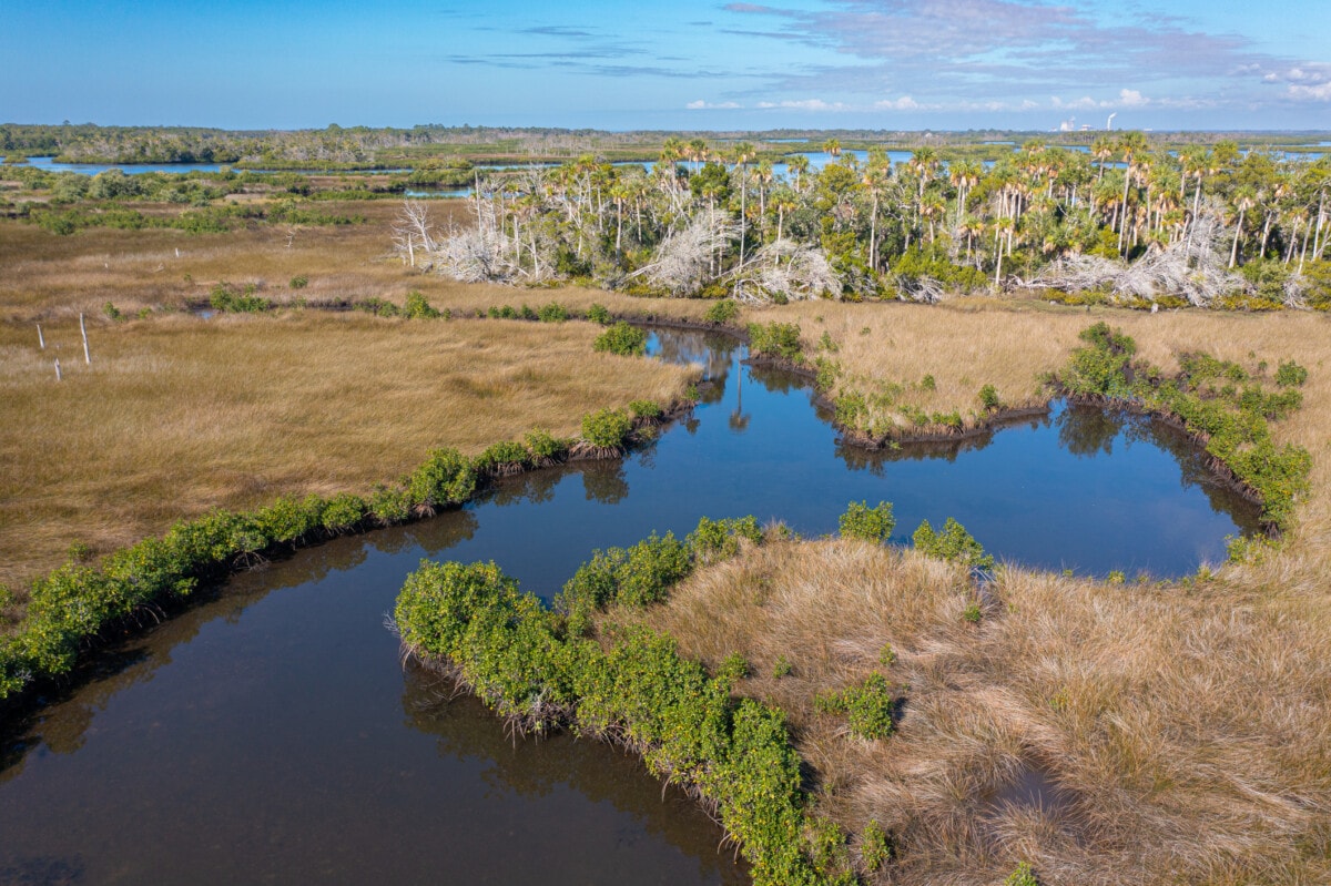 salt marsh with mangroves 