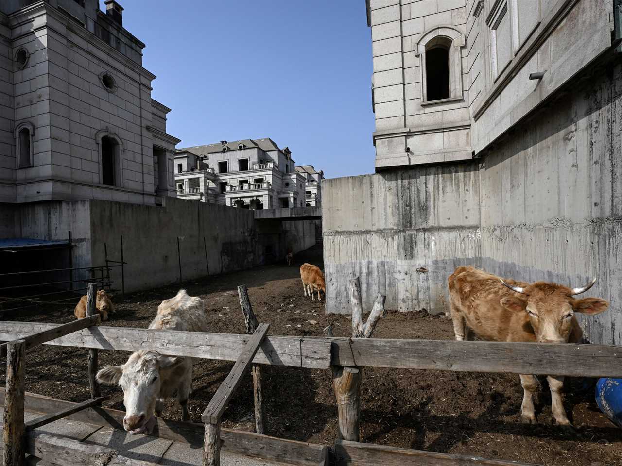 A group of cattle in a pen that has been built in the space between two large grey-brick, European-style homes.