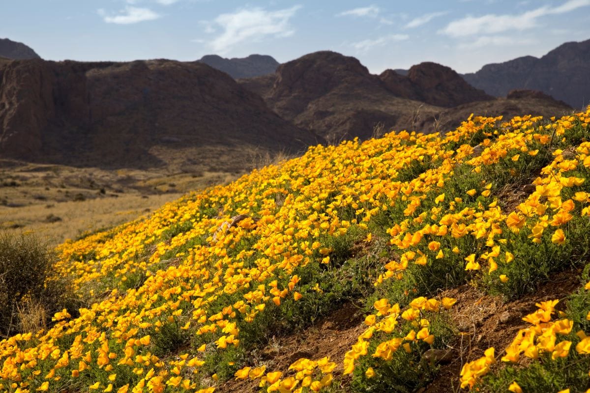 Nature in El Paso