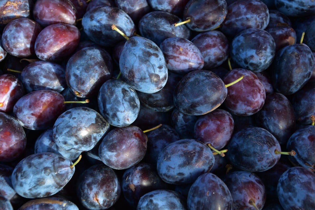 Plums