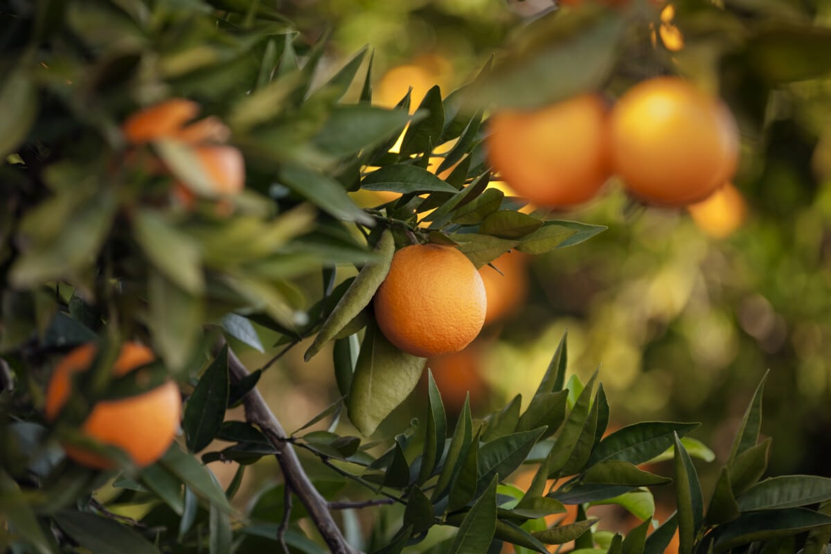 Orange - Fruit, Fruit, Citrus Fruit, Tangerine, Crete