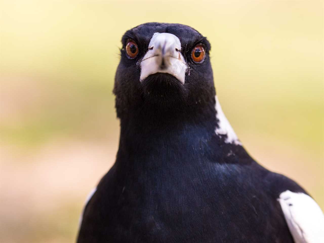 An Australian magpie is seen staring at the camera