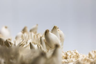 A close-up of a cluster of dozens of small, growing trumpet mushrooms.