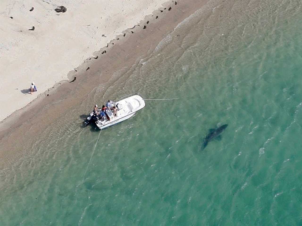 a great white shark swims close to the shore near a white boat.