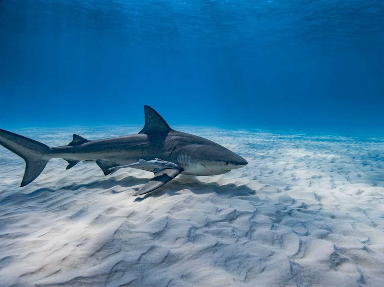 A bull shark swimming on a sandy bottom of the Caribbean Sea.