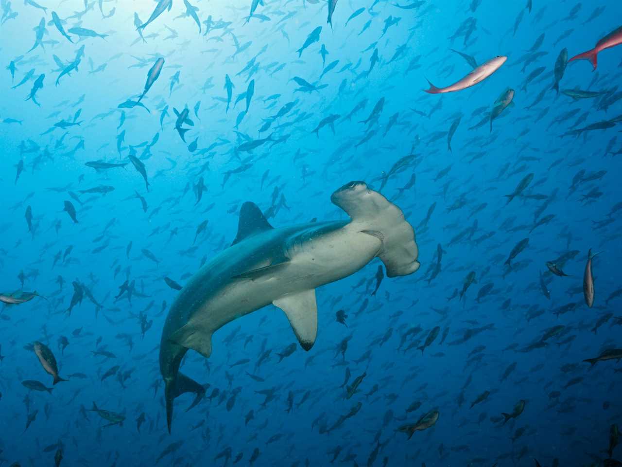 A hammerhead shark swimming near Ecuador.