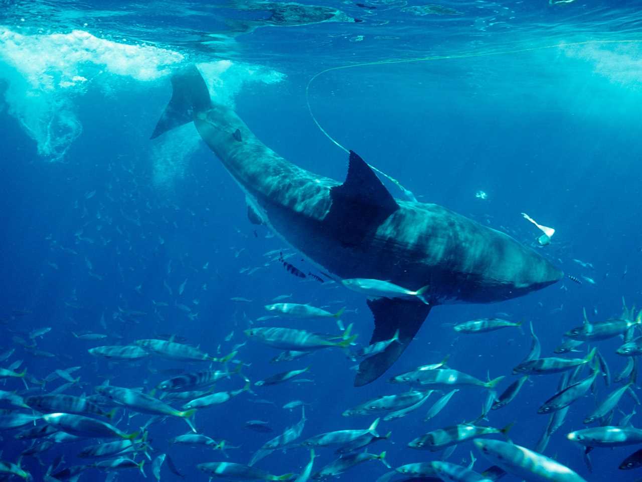 A great white in the Pacific Ocean.