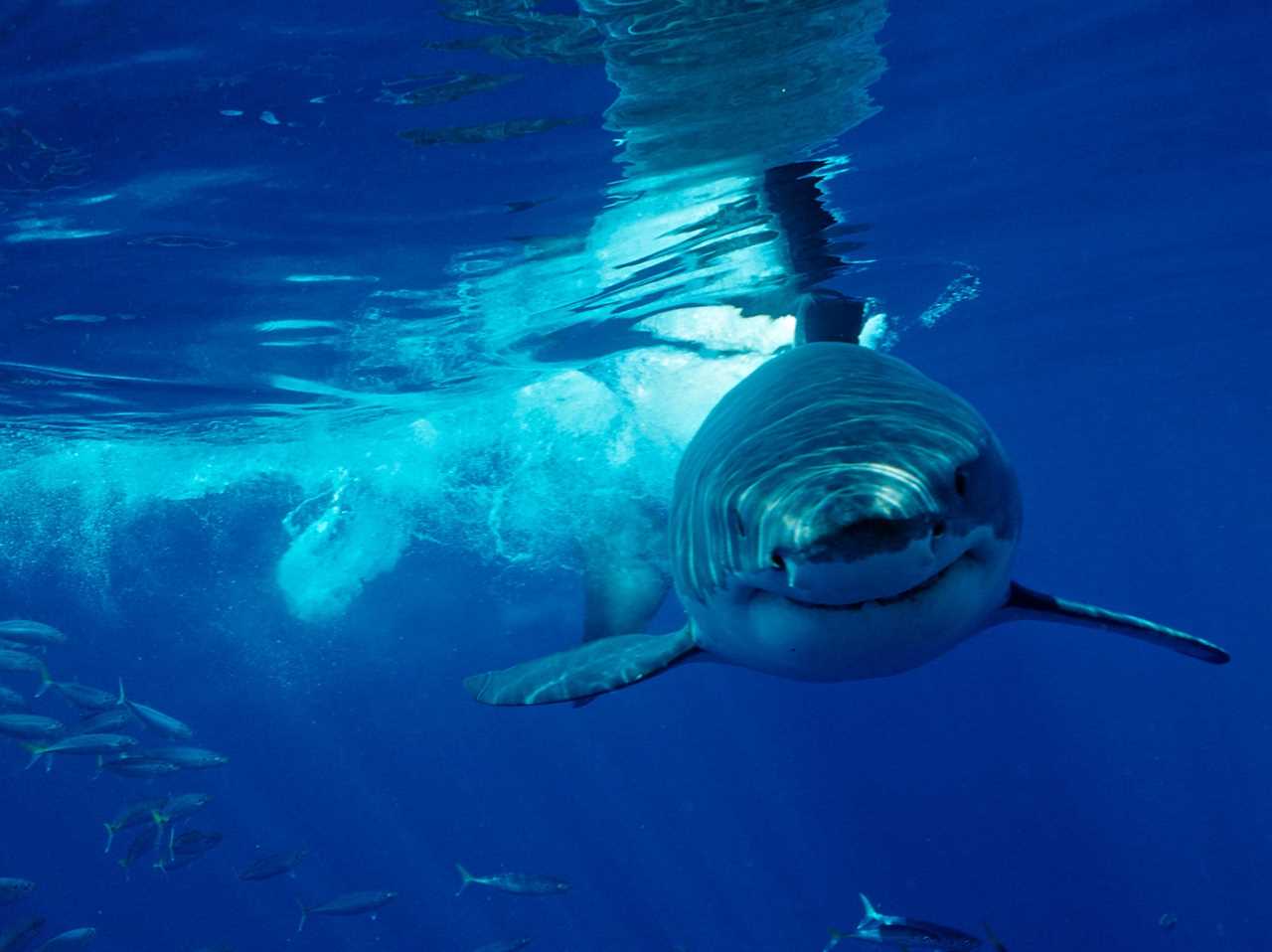 A great white shark in the Pacific Ocean near Mexico.