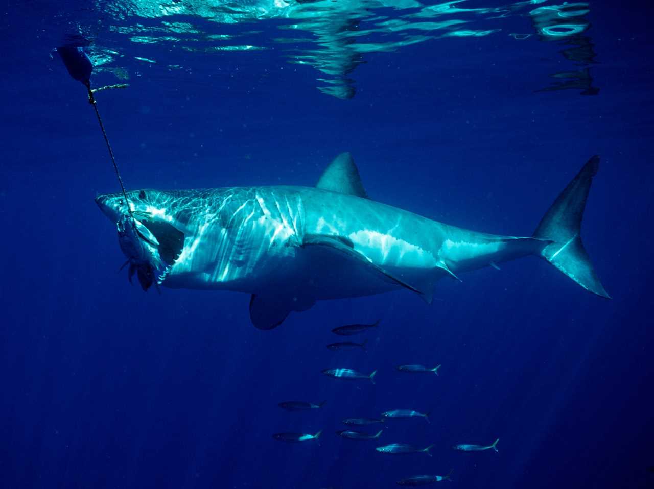 A great white shark eating fish in the Pacific Ocean near California.