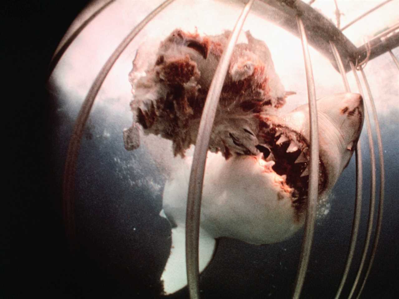 A great white shark with a chunk of horse meat in its mouth hung near an underwater cage.