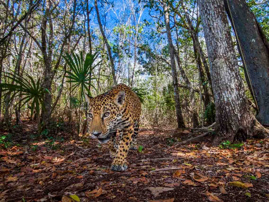 A jaguar in a forest