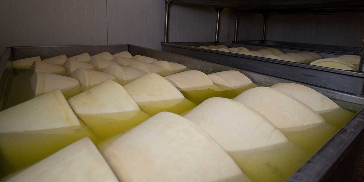 Photo shows hand made production of graviera a hard yellowish Cretan cheese matured in brine in Greece.