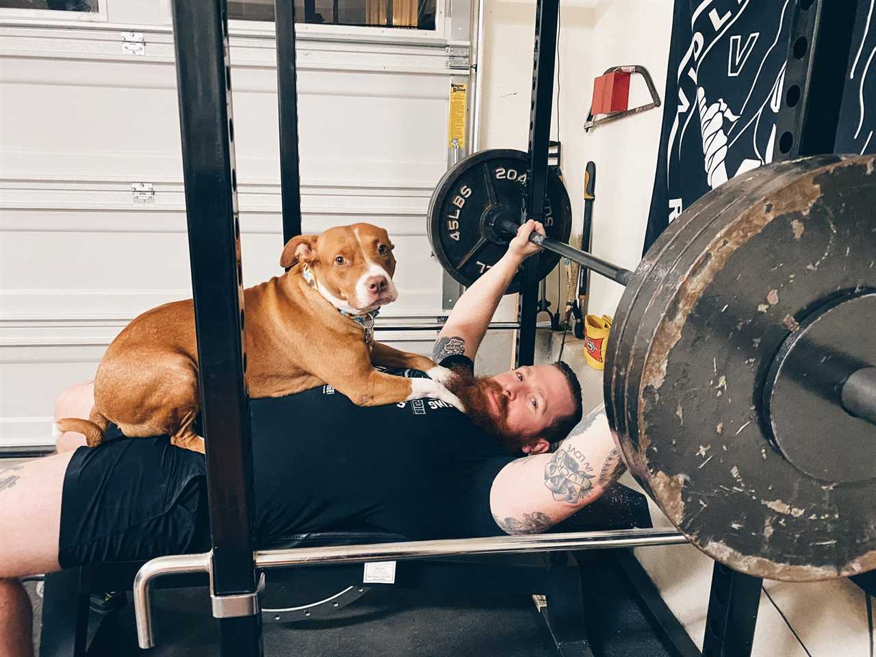 a bearded powerlifting in athletic clothes in a bench press position with a heavy barbell while a pitbull dog lays on his chest