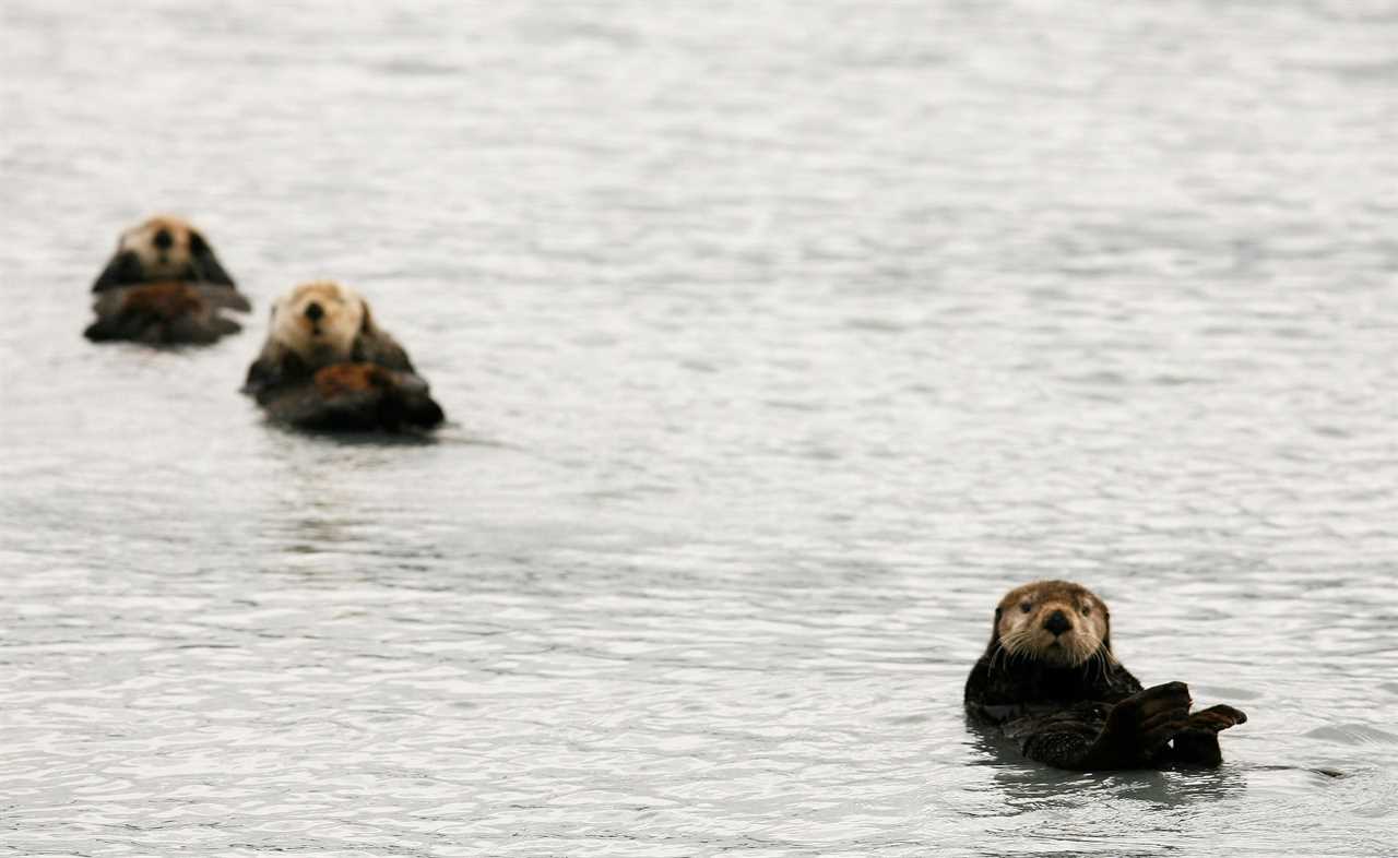 Three sea otters float in the water