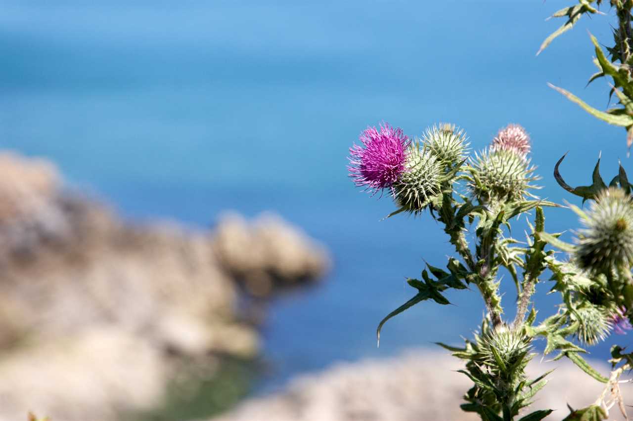 Scottish thistles