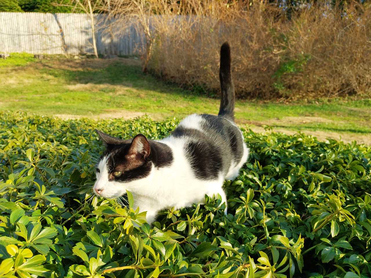 A black and white cat walking in a short bush in the winter sunlight taken by the Nothing Phone 2.