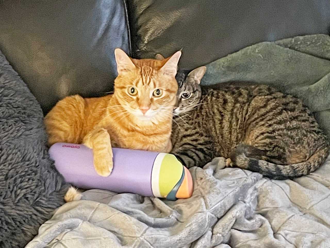 An orange tabby cat and a black and gray cat holding an Owala FreeSip bottle on a couch.