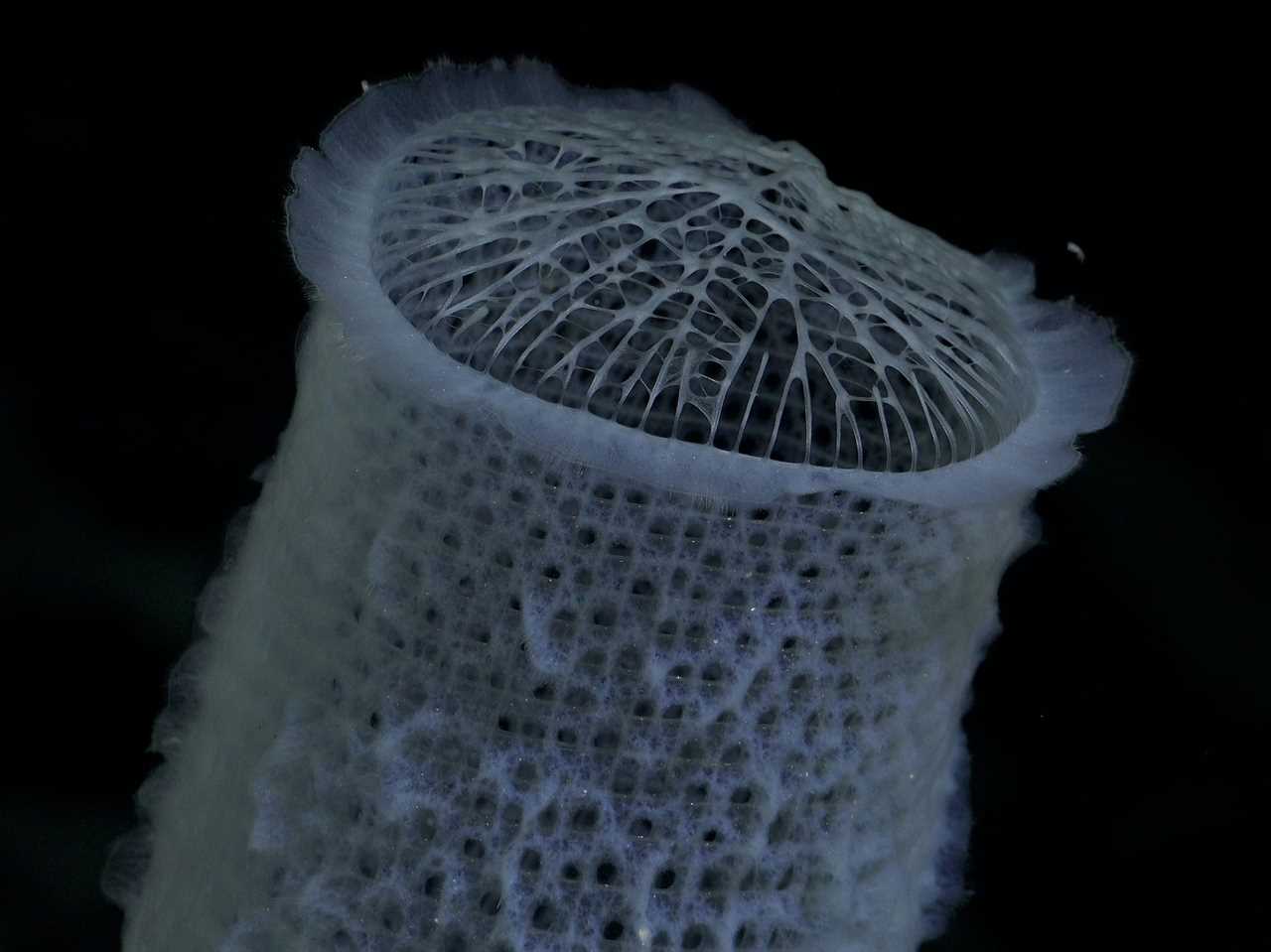 A close-up of a white sponge looking ghostly underwater