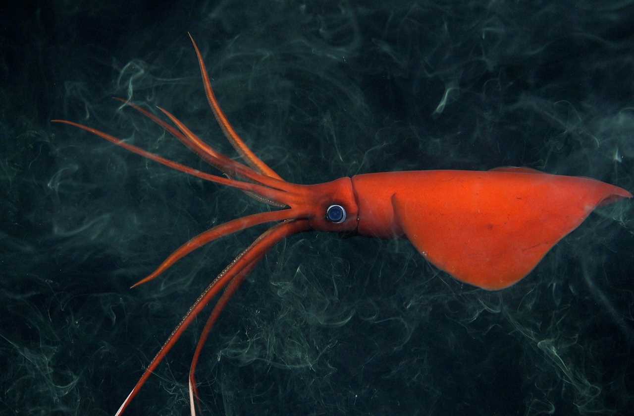 A bright red squid with a big eye