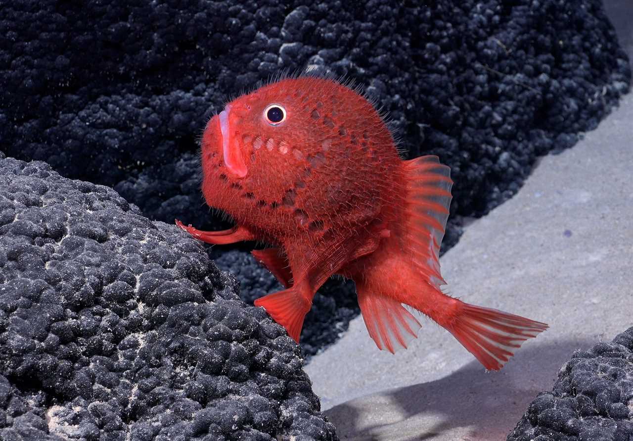 A red fish with hairy looking spines swims at the bottom of the ocean