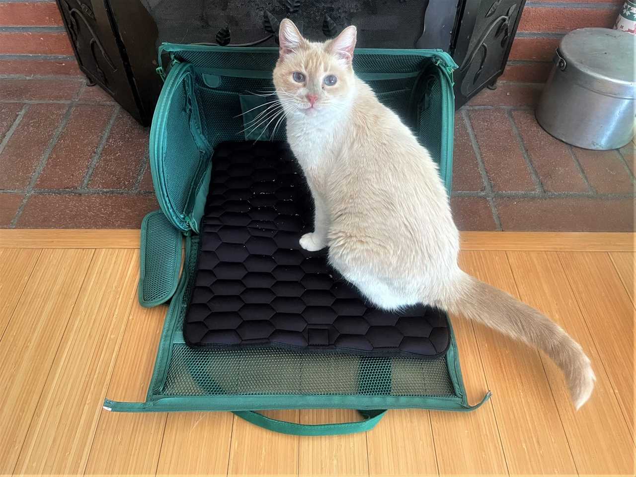 A cream-colored cat is sitting on the black pad of the fully open teal Wild One airline cat carrier.