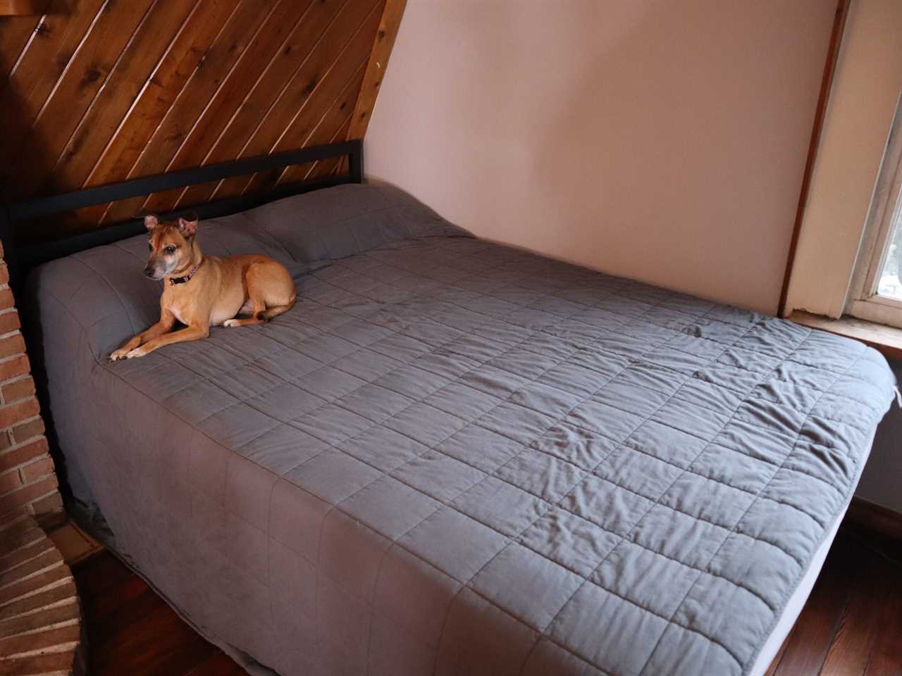 A dog lying on a bed covered by the HomeSmart weighted blanket.