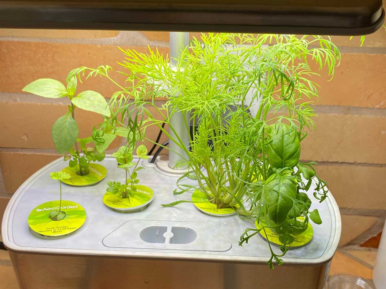 An aerogarden harvest elite with fully grown herbs as part of testing for the best indoor garden in 2022.