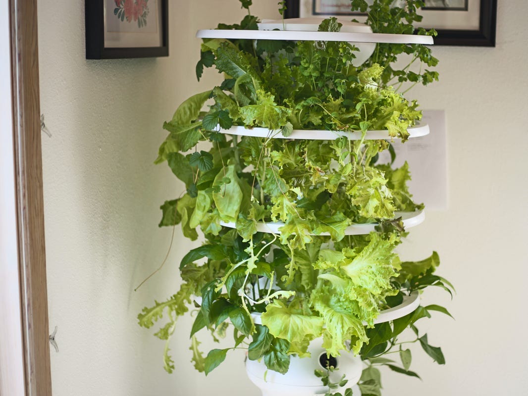 Lettuce grow review