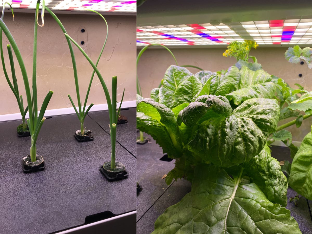 Food is growing in an indoor garden as part of testing for the best indoor gardens in 2022.