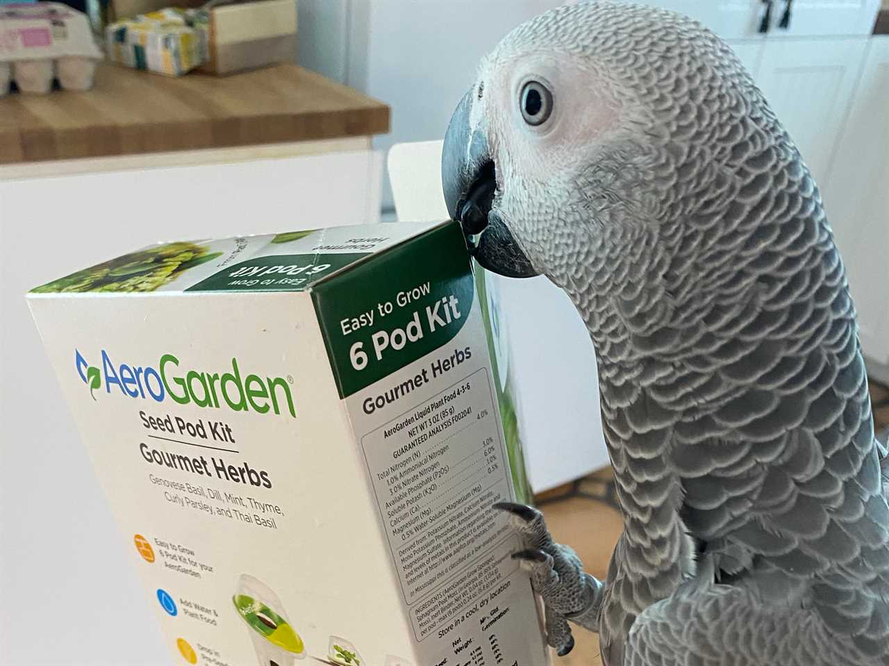 An African grey parrot nibbles on the box of an aerogarden as part of testing for the best indoor gardens in 2022.