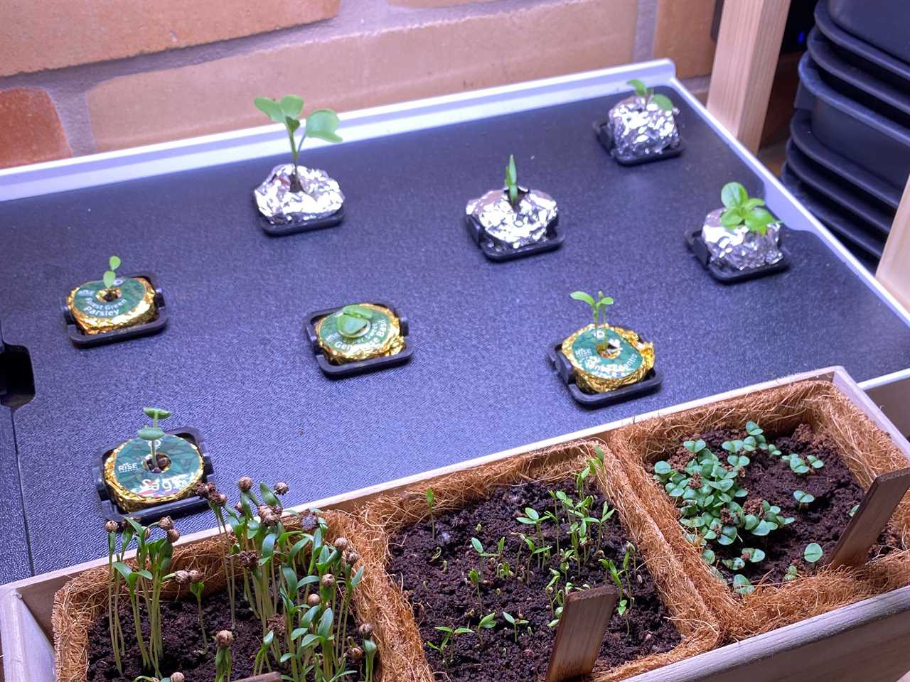 Seed pods starting to sprout sit under a grow light on an indoor garden.