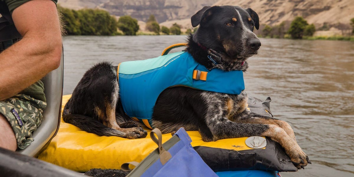 A shepherd mix is wearing a blue Ruffwear life jacket while lying on a boat.