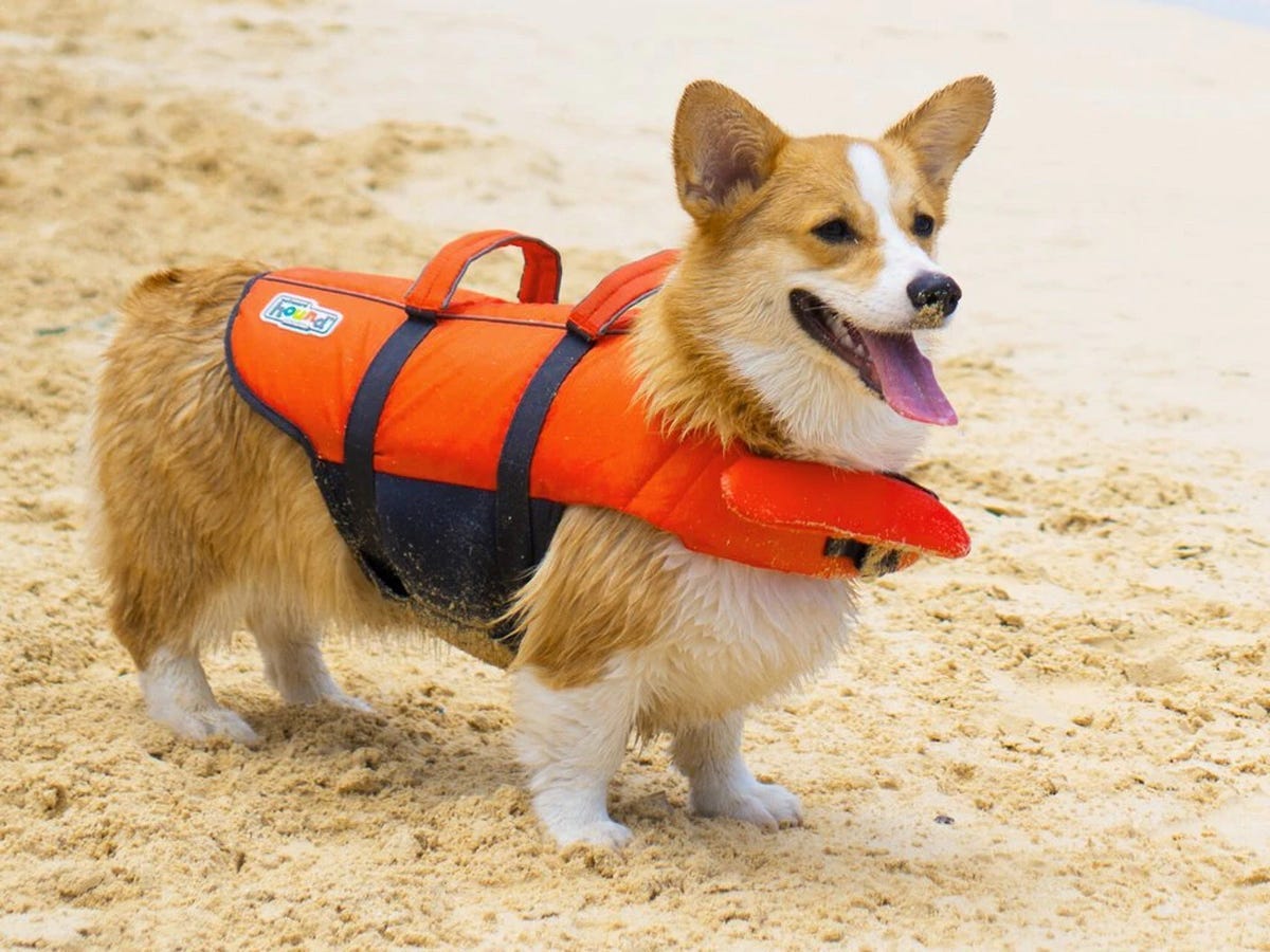 A corgi wearing an orange life jacket is standing on a sandy beach.