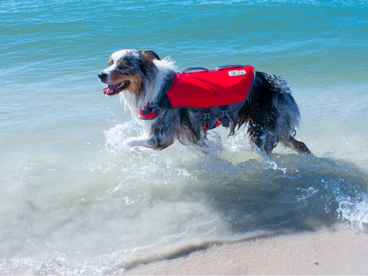 The Outward Hound Dawson Swim Life Jacket worn by an australian shepherd in beach water.