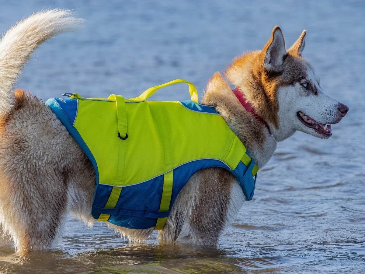 A Siberian husky is wearing a green and blue Kurgo life jacket while standing in the water.