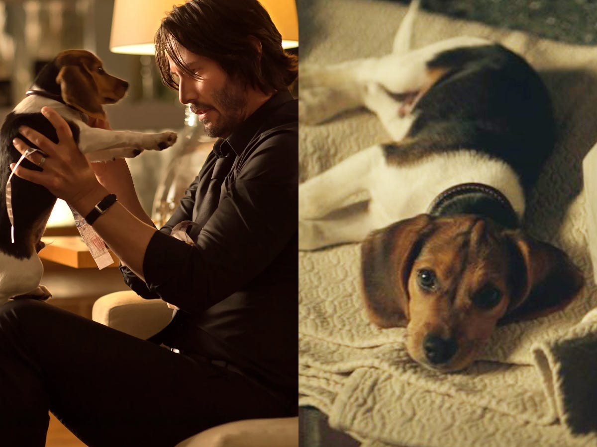 Keanu Reeves in "John Wick" holding Andy as Daisy the Beagle.