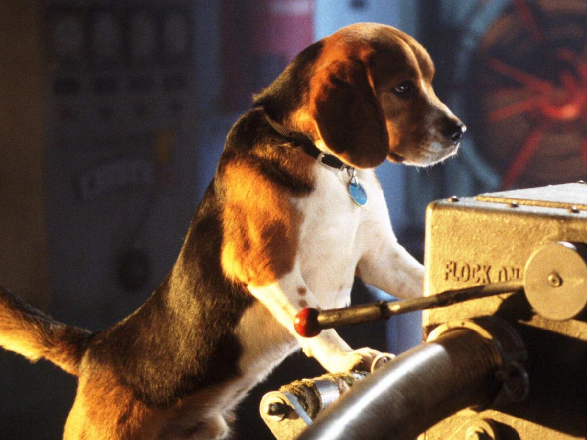 Lou the Beagle in "Cats & Dogs."