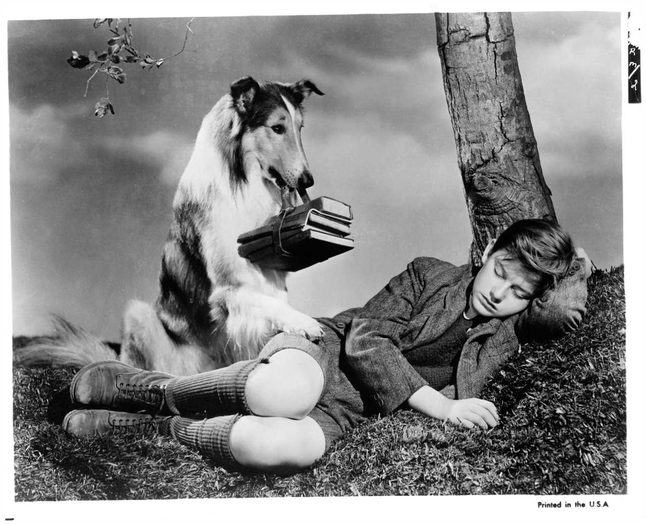Lassie and Roddy McDowall in "Lassie Come Home."